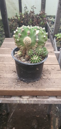 Echinopsis Ancistrophora Cactus Plants EBay UK echinopsis-ancistrophora-cactus-plants-ebay-uk