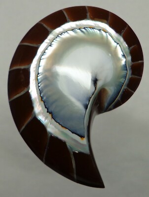 Brown Tiger Nautilus Shell half 30mm x 23mm x 7mm