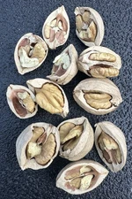 5 Pounds Hickory Nuts