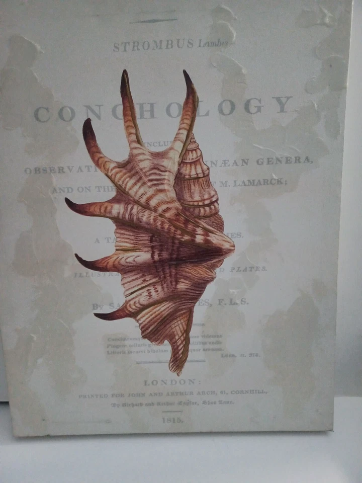 Conchology Strombus Lambis on Canvas London: printed for John and Arthur Arch,61 - Image 3 of 4