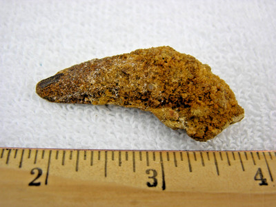 Dinosaur fossil tooth Spinosaurus Cretaceous Era 1-1.75 inch long rm13