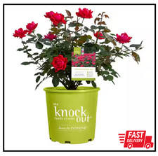 1 Gal Red Double Knock Out Rose Bush Live Plant