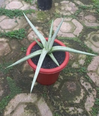 Sansevieria Dancing Dragon Rare Uniqe Snake Plant | eBay