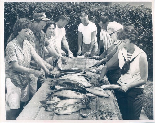 1966 Photo Firefighters Members Cleaning Mullet Fish Fry Concert Clearwater FL
