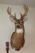 Whitetail Deer Head Shoulder Mount Taxidermy Cape Shed Antler Mule