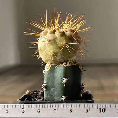 A28-990 Copiapoa cinerea v. tenebrosa, JN1688, Quebrada San Ramon, Ant, grafted