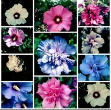 ROSE Of SHARON(Hibiscus Syriacus) mixed color flowers - 30 seeds