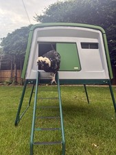 Omlet Eglu cube in greats condition!