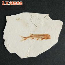 Retro Fish Fossil From Western Liaoning China 150Million Years Ago Lycoptera New
