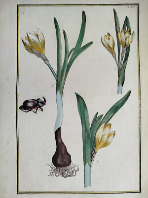 Beautiful Flowers Plate 16 - Large Print David Rabel Theatrum Florae - 1771