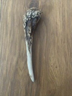 Fallow Deer Pricket Antler Spike Taxidermy Stick Making