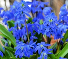 Siberian Blue Squill Flower Bulbs for Planting