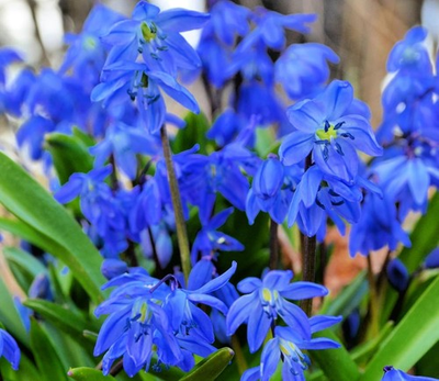 #ad #ad Siberian Blue Squill Flower Bulbs for Planting $48.96