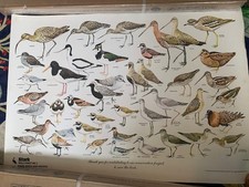 Set 8 poster vintage "Cicogna" serie conservazione anni 60