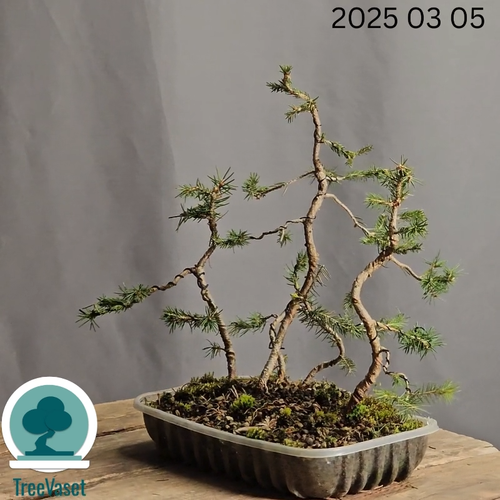 Bosco Bonsai di Picea Abies Bonsai Forest Spruce Outdoor Abete Rosso 32cm Alt - Video 1 di 1