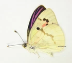 Unmounted Butterfly/Pieridae - Colotis zoe, male, Madagascar