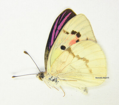 Unmounted Butterfly/Pieridae - Colotis zoe, male, Madagascar