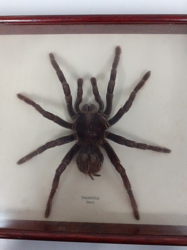 Tarantel aus Peru gerahmt (09)GA - Bild 2 von 4