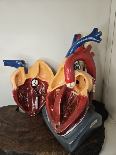 Sargent Welch 95155 Large Visible Pumping Heart School Model Doctors Office Deco - Picture 12 of 22