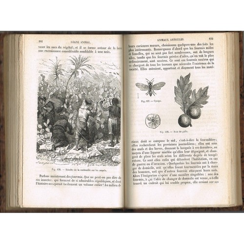 Les TROIS RÈGNES de la NATURE par E. & Richard CORTAMBERT Dessins Vignettes 1877 - Picture 3 of 11