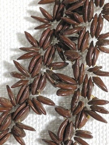 Natural Necklaces Koa Salwag Beans Shells Phillipines Hawaii Vtg Brown 7 Pc Lot - Picture 6 of 24