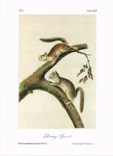 Downy Squirrel Animal Vintage Picture Print 1989 John James Audubon AQ#92