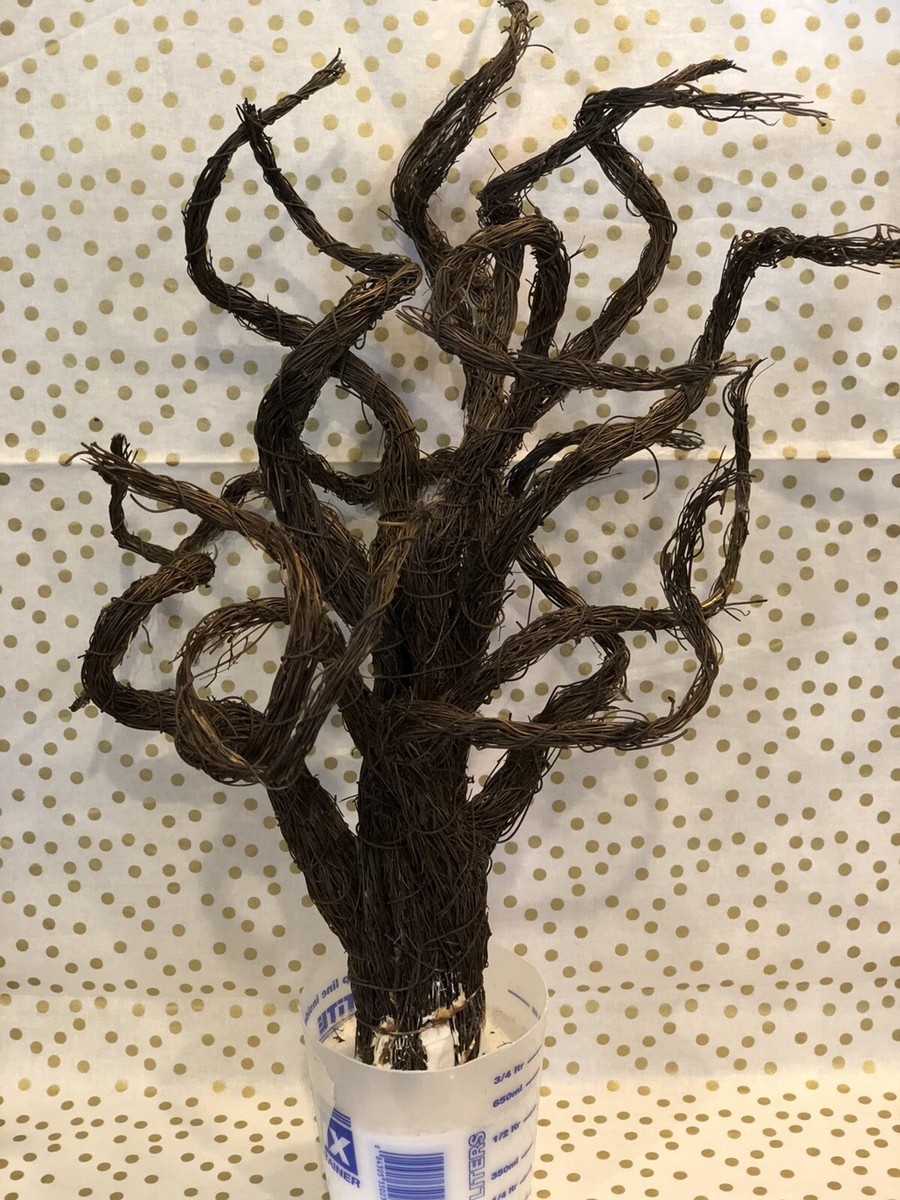 Vintage Halloween Spooky Tree Twisted Primitive Decor 20” Tall