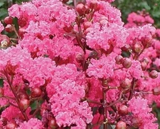 20 SEEDS for Candy Pink CRAPE MYRTLE rare flower exotic tree plant USA Seller