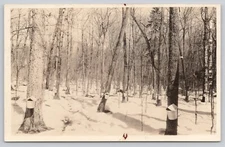 Iron River Michigan, Maple Syrup Collecting, Iron County MI RPPC Postcard