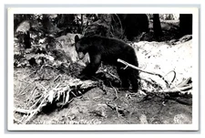 RPPC Native Bear Cub in Washington WA Ellis Photo 391 UNP Postcard R7