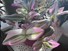 1 X  Tradescantia Nanouk Cutting