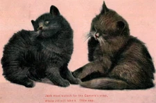 1908 Super Cute Kittens Nap Jack & Jill Black Cat Postcard Pink F Von Bardeleben