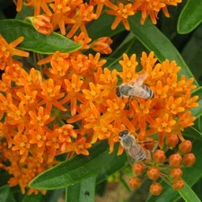 Wildflower Mix MONARCH BUTTERFLY 27 Flower Species w/Milkweed 1000 Seeds