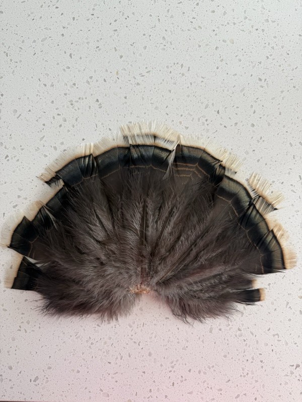 Mini Wild turkey Tail Fan Jackalope Fly Tying Craft Mount Voodoo Bustle Oddity