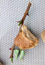 2 Pieces Chinese Praying Mantis Egg Case Ootheca for Hatching Nymphs