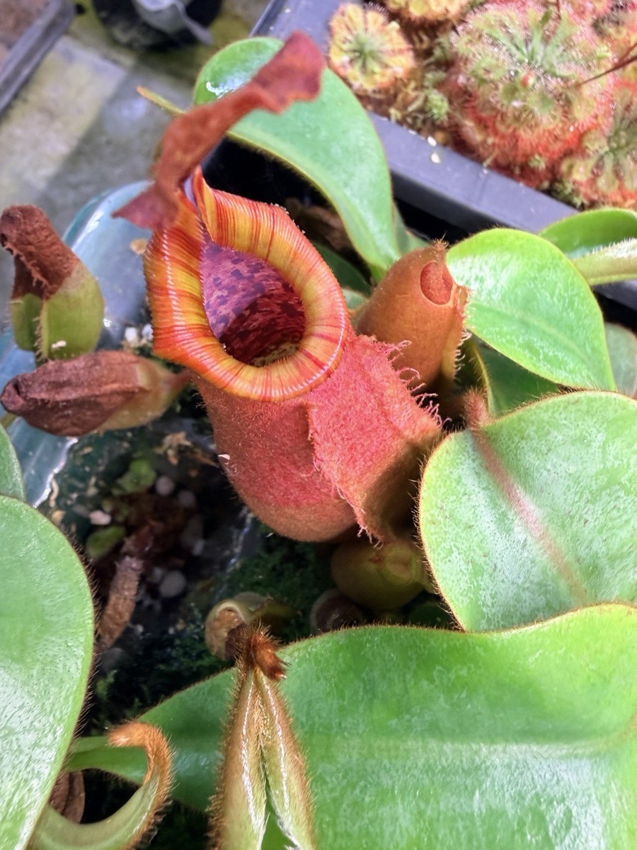 Nepenthes [(Song of Melancholy x veitchii) x veitchii] x veitchii