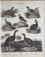 Stampa D'epoca 1810 Di Uccelli Ornithologia Fagiano Pernice Quaglia Tinamou