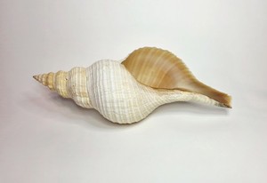 Large 11" Long Horse Conch Shell Seashell Triplofusus State Shell Florida