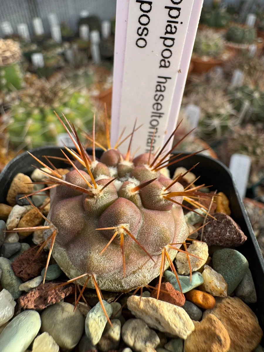 Cactus Copiapoa Cactis&Succulents for sale | eBay