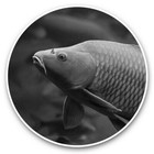2 x Vinyl Stickers 25cm (bw) - Wild Common Carp Fish Fishing  #36670