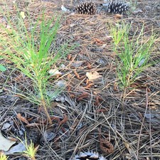 15 loblolly pine trees seedlings wild grown 8-12" perfect transplant