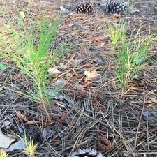 15 loblolly pine trees seedlings wild grown 8-12" perfect transplant FAST grow