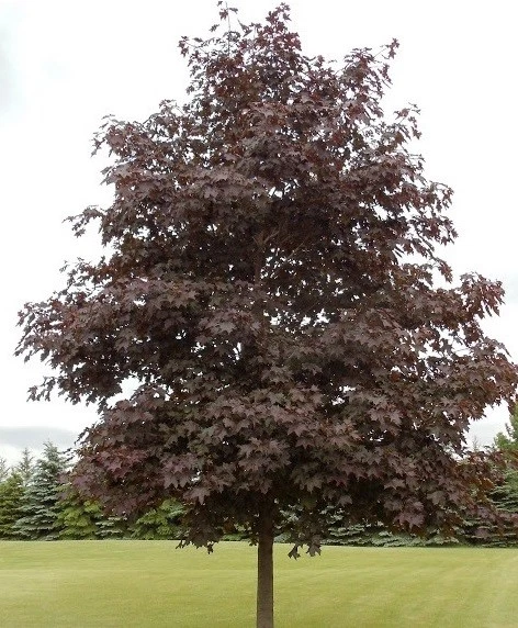 1X 5-6FT LARGE ACER CRIMSON KING TREE - SPECIMEN MAPLE - PURPLE LEAF COLOUR 7.5L - Image 2 of 4