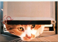 Picture Postcard>>Cat, At Catflap, Home Sweet Home [Art Unlimited]