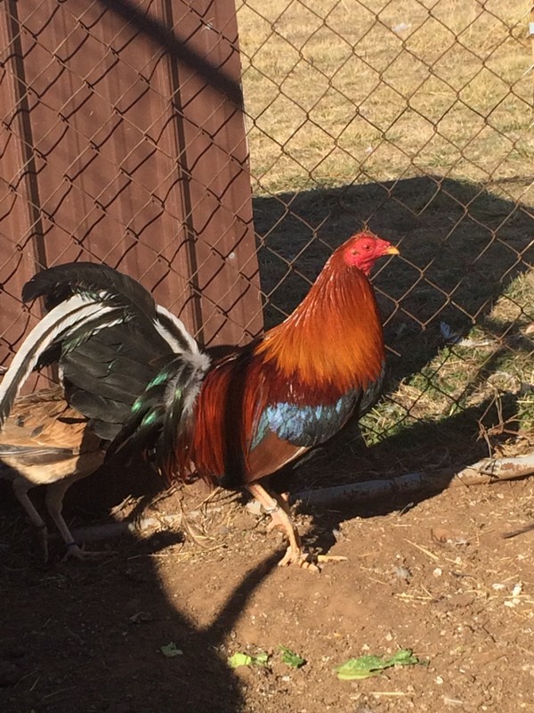 "(10+) LC Pure Red Kelly American chicken Hatching Eggs"