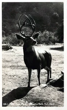 VIntage RPPC Postcard "Oh Deer me!  Sequoia National Park California EKC