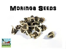 Moringa Oleifera Seeds (Semillas Moringa) WT: 1oz-3oz-5oz-10oz!