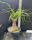 Ponytail palm bonsai material with fat trunk Can be indoors Beaucarnea recurvata — photo 4