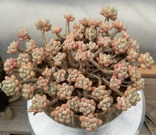 Imported Succulent live plant Rare succulent Home Decor Big Sedum Caviar #327