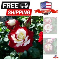 10pcs Rare Twin Red White Rose Seeds - Heirloom Non-GMO Flower Seeds for Capt...